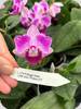 Phal. (Sogo Vivien x Little Gem Stripe) ES